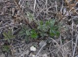 Potentilla adscharica