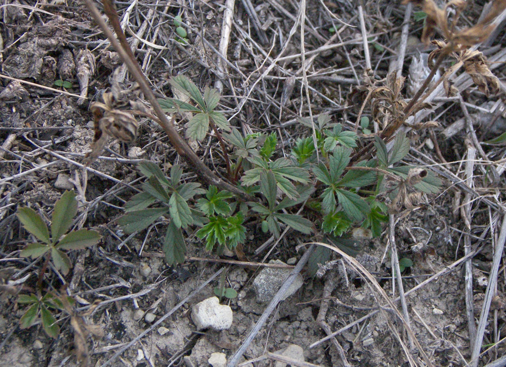 Изображение особи Potentilla adscharica.