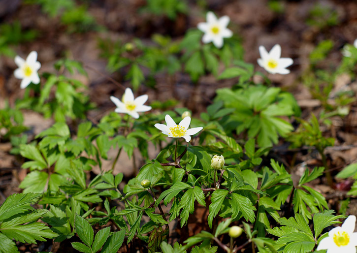 Изображение особи Anemone nemorosa.