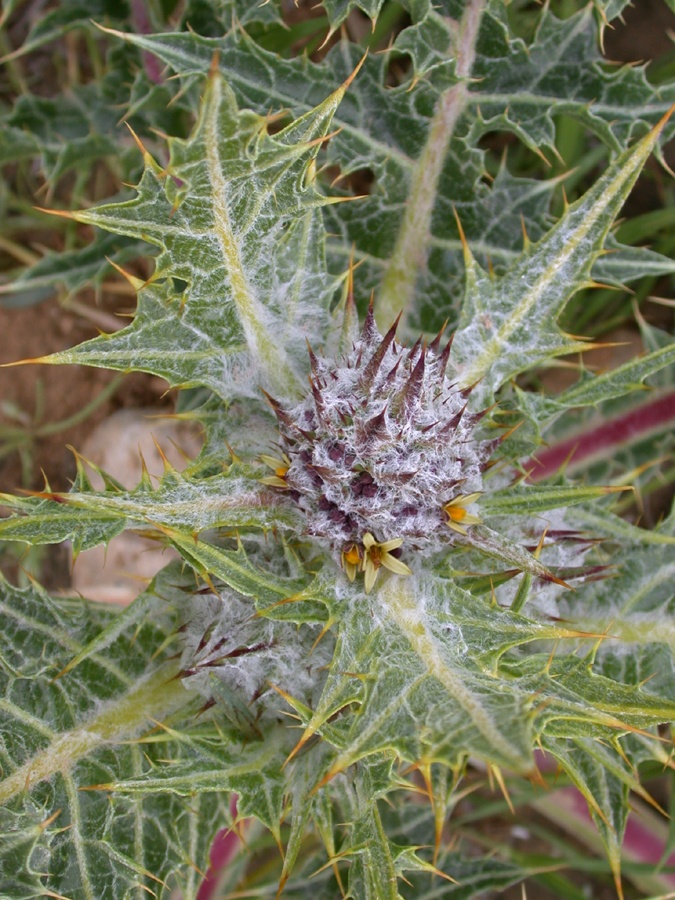 Image of Gundelia tournefortii specimen.