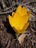 Sternbergia clusiana. Цветущее растение. Israel, Golan Heights, Reches Chezka. 07.10.2006.