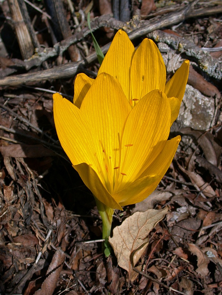 Image of Sternbergia clusiana specimen.