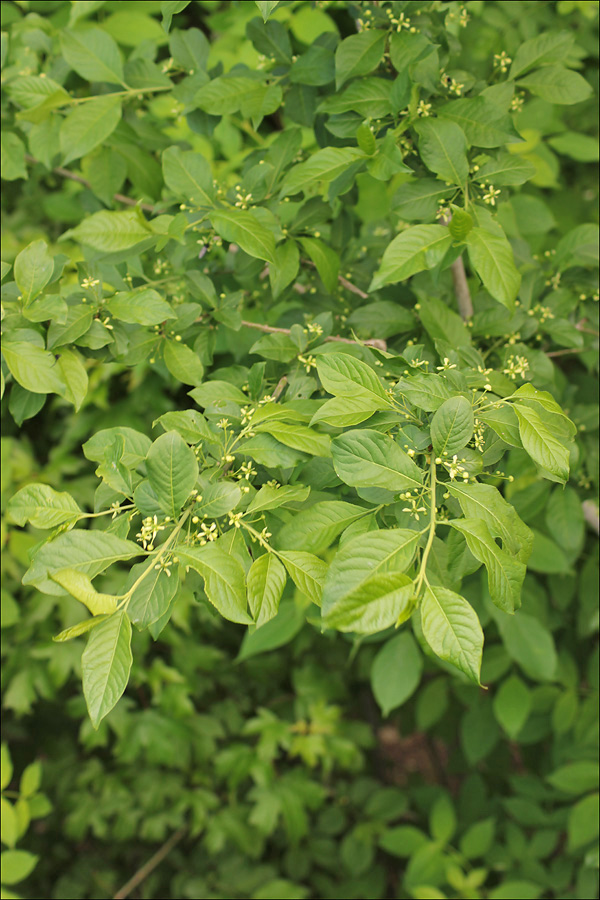 Изображение особи Euonymus europaeus.