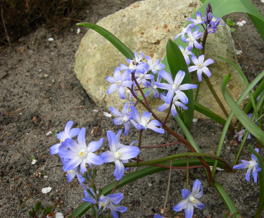 Изображение особи Chionodoxa forbesii.