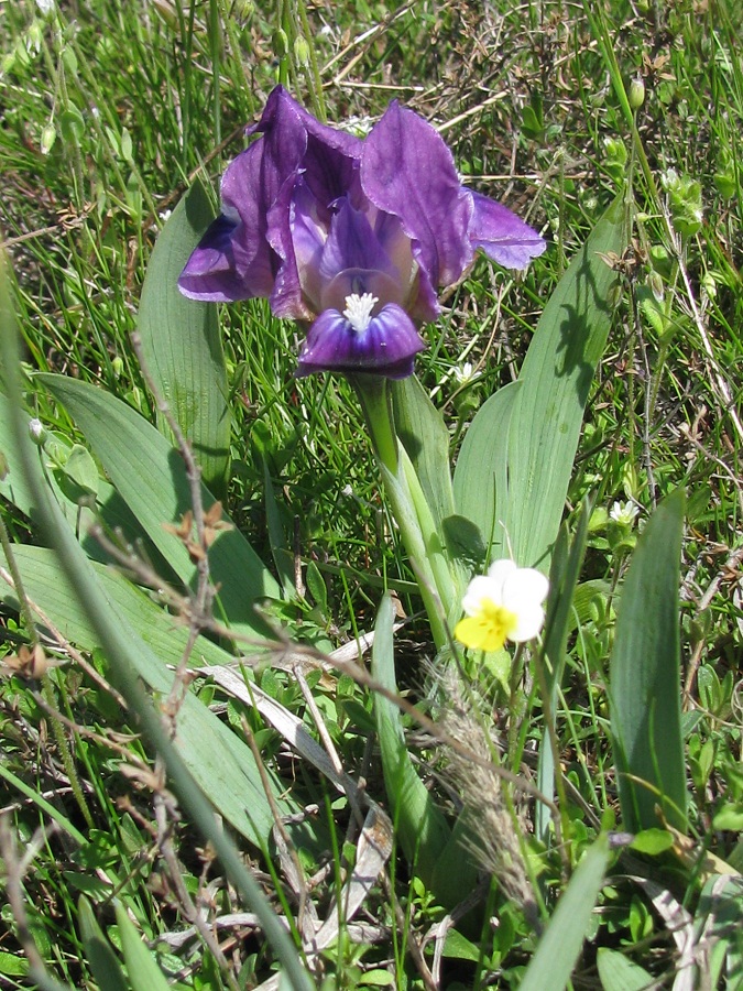 Image of Iris pumila specimen.