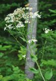 Doellingeria scabra. Верхушка цветущего растения. Приморье, Сихотэ-Алинь, долина р. Серебрянки. 11.08.2012.