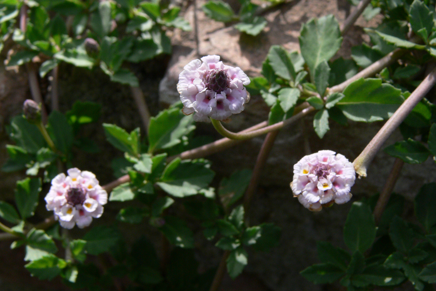 Image of Lippia nodiflora specimen.