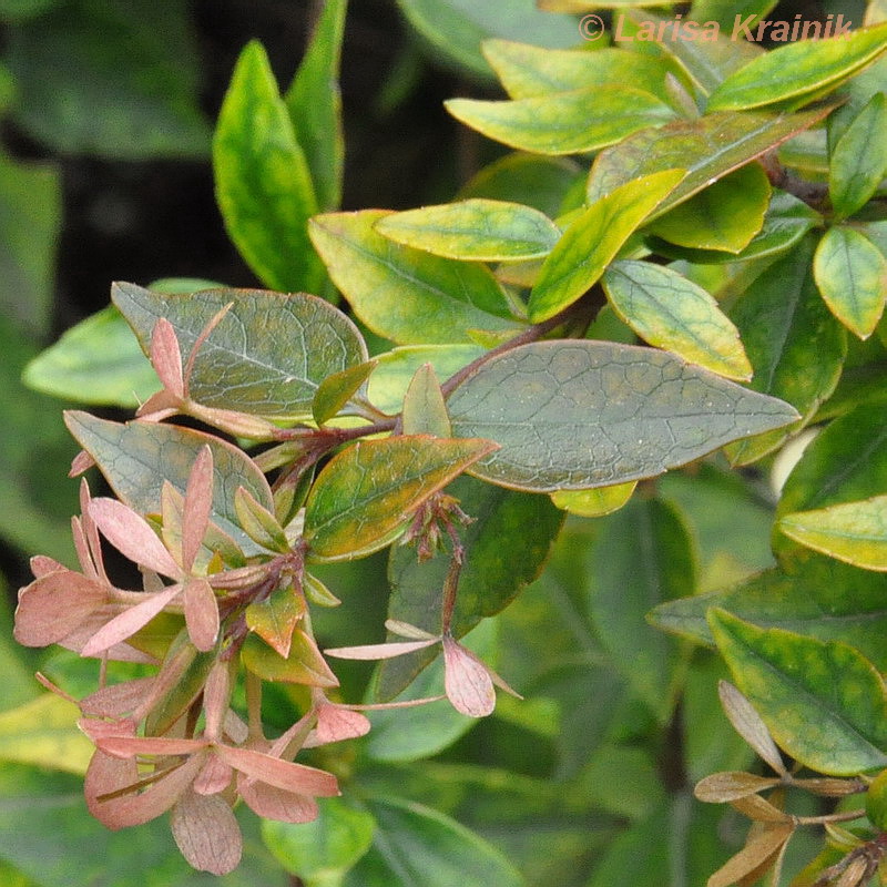 Image of Abelia &times; grandiflora specimen.