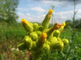 Sonchus palustris. Нераспустившиеся и отцветшие соцветия-корзинки. Ростовская обл., г. Новочеркасск, пруды. 03.07.2010.