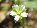 Cerastium semidecandrum