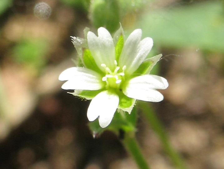 Image of Cerastium semidecandrum specimen.