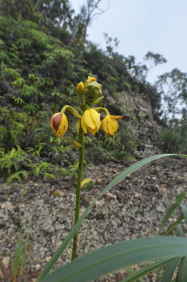 Изображение особи род Phaius.