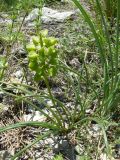 Muscari neglectum. Плодоносящее растение. Крым, Ялта, Боткинская тропа. 29.05.2009.
