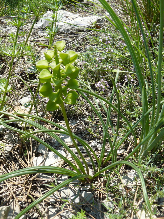 Изображение особи Muscari neglectum.