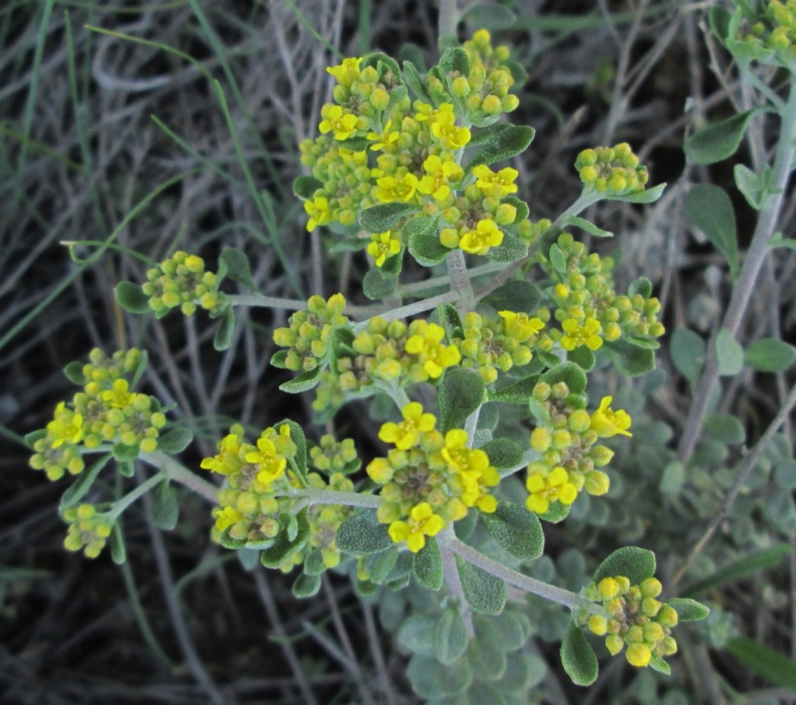 Image of Odontarrhena tortuosa specimen.