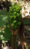 Arum elongatum. Соплодие с незрелыми плодами. Крым, пос. Отрадное, на склоне, возле дороги. 20.05.2013.