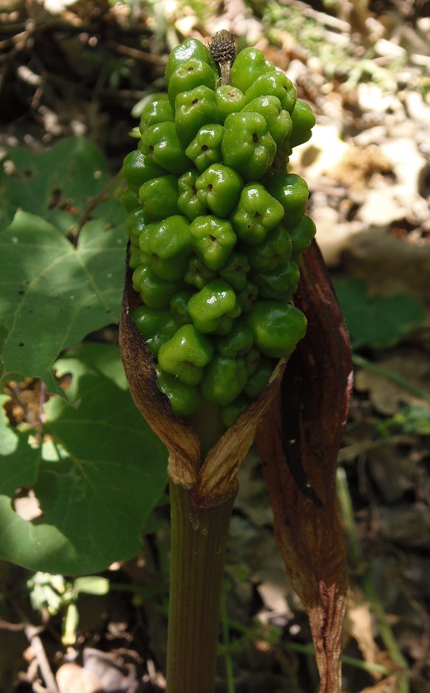 Изображение особи Arum elongatum.