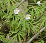 Anemone caerulea. Цветущее растение. Новосибирская обл., Искитимский р-н, окр. дер. Новососедово, берёзово-сосняк травяной. 15.05.2013.