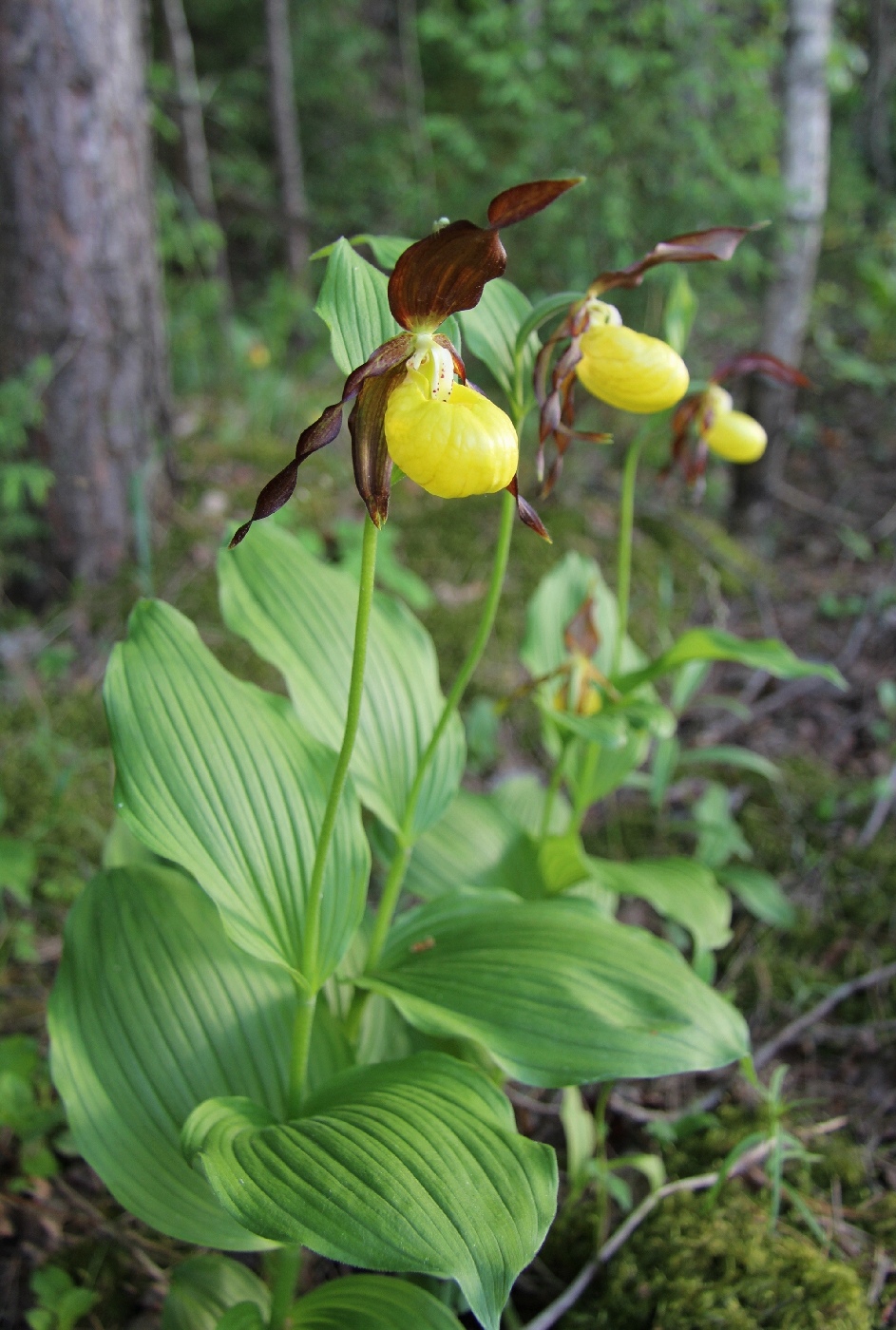 Изображение особи Cypripedium calceolus.