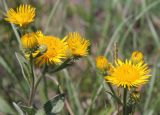 Inula oculus-christi