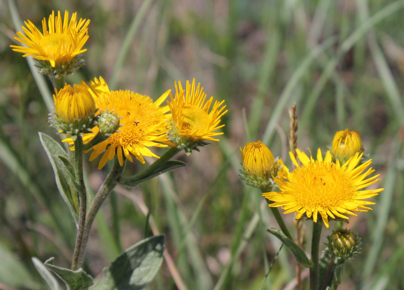 Изображение особи Inula oculus-christi.