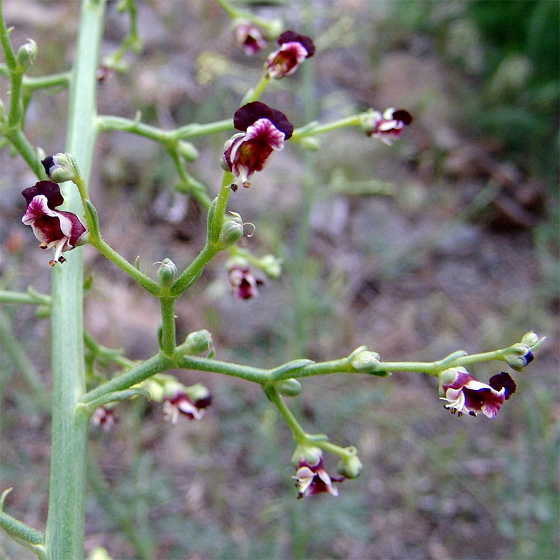 Изображение особи Scrophularia azerbaijanica.