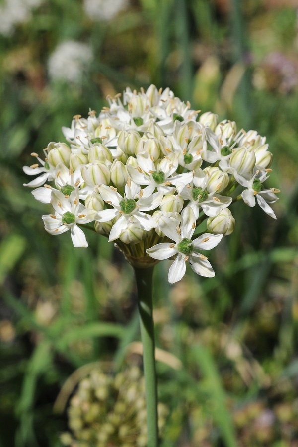 Image of Allium nigrum specimen.