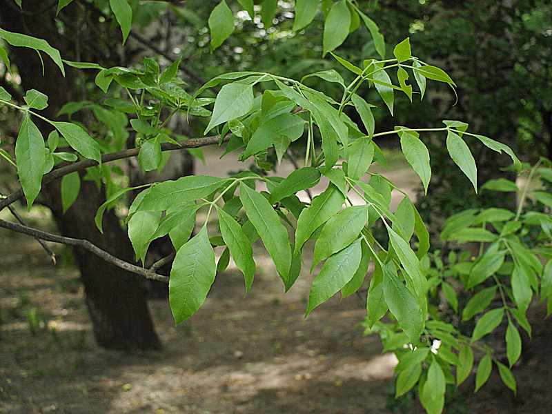 Image of Fraxinus excelsior specimen.