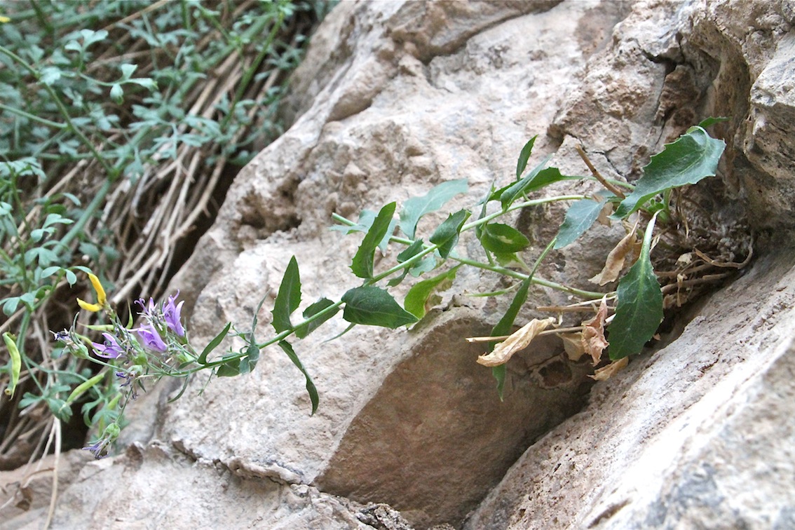 Image of Sergia regelii specimen.