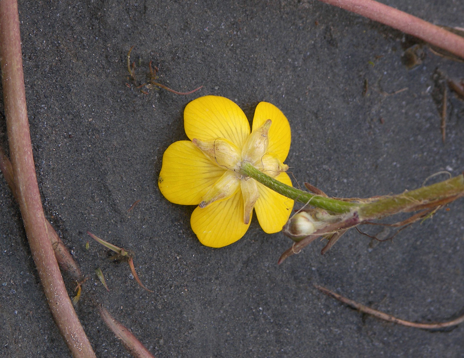 Image of Ranunculus repens specimen.