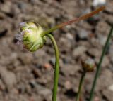 Armeria welwitschii