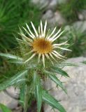 Carlina vulgaris. Распускающееся соцветие. Крым, окр. Ялты, ущ. Уч-Кош, сосновый лес, русло ручья. 31 июля 2013 г.