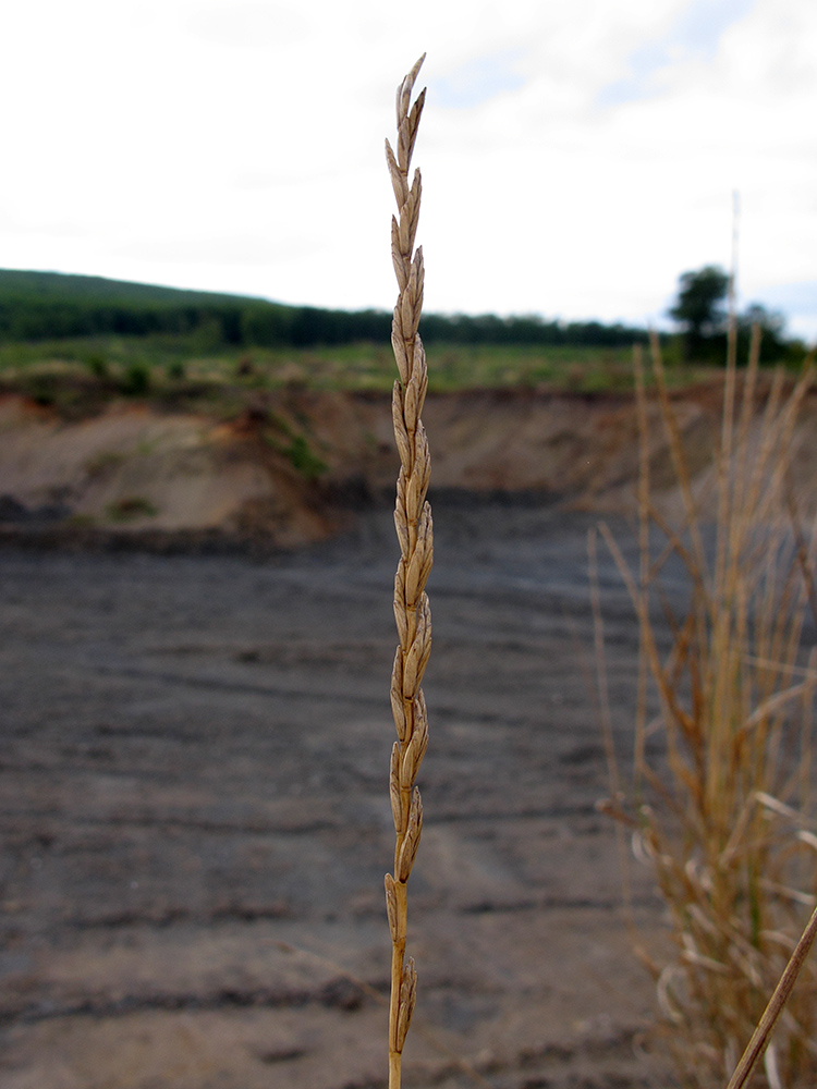 Изображение особи Elytrigia obtusiflora.