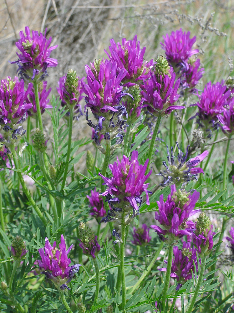 Изображение особи Astragalus onobrychis.