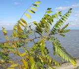 Amorpha fruticosa. Ветвь с незрелым соплодием. Краснодарский край, окр. г. Крымск, берег Варнавинского вдхр. 20.10.2013.