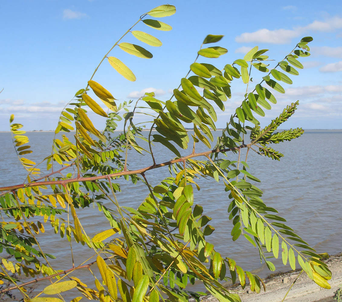 Image of Amorpha fruticosa specimen.