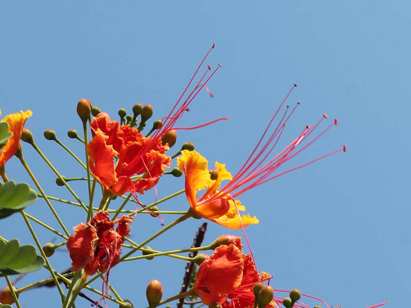 Изображение особи Caesalpinia pulcherrima.