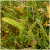 Sisymbrium loeselii. Стеблевой лист. Чувашия, окр. г. Шумерля, обочина дороги к хлебозаводу. 29 июня 2009 г.