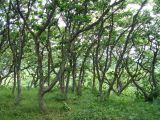 Quercus crispula