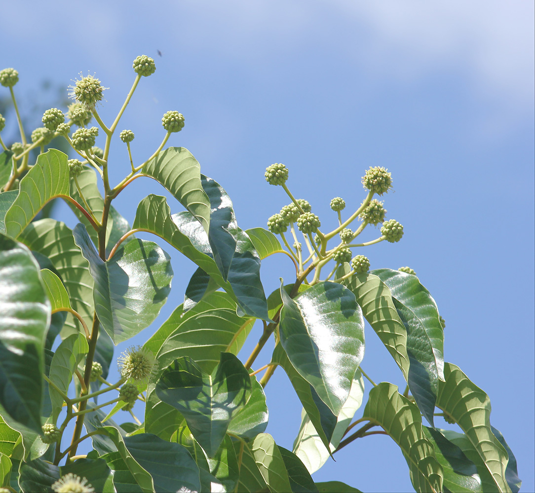 Изображение особи Camptotheca acuminata.