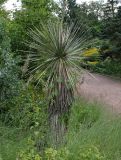 Yucca glauca. Взрослое растение. Германия, г. Дюссельдорф, Ботанический сад университета. 14.08.2013.