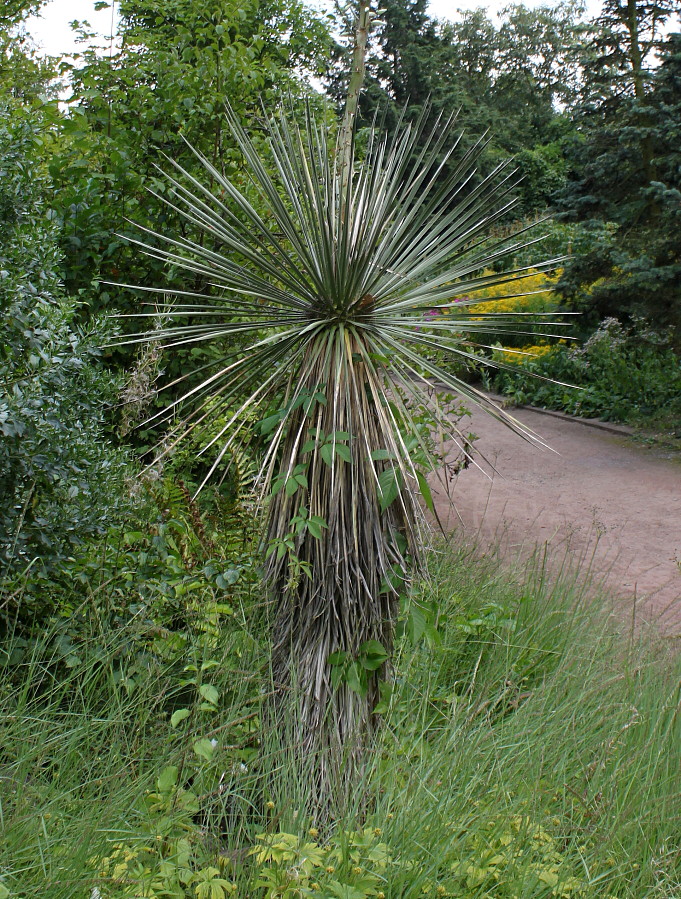Image of Yucca glauca specimen.