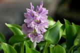 Eichhornia crassipes
