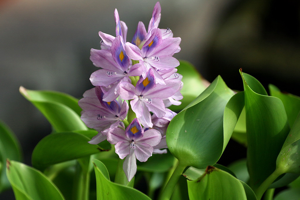 Image of Eichhornia crassipes specimen.