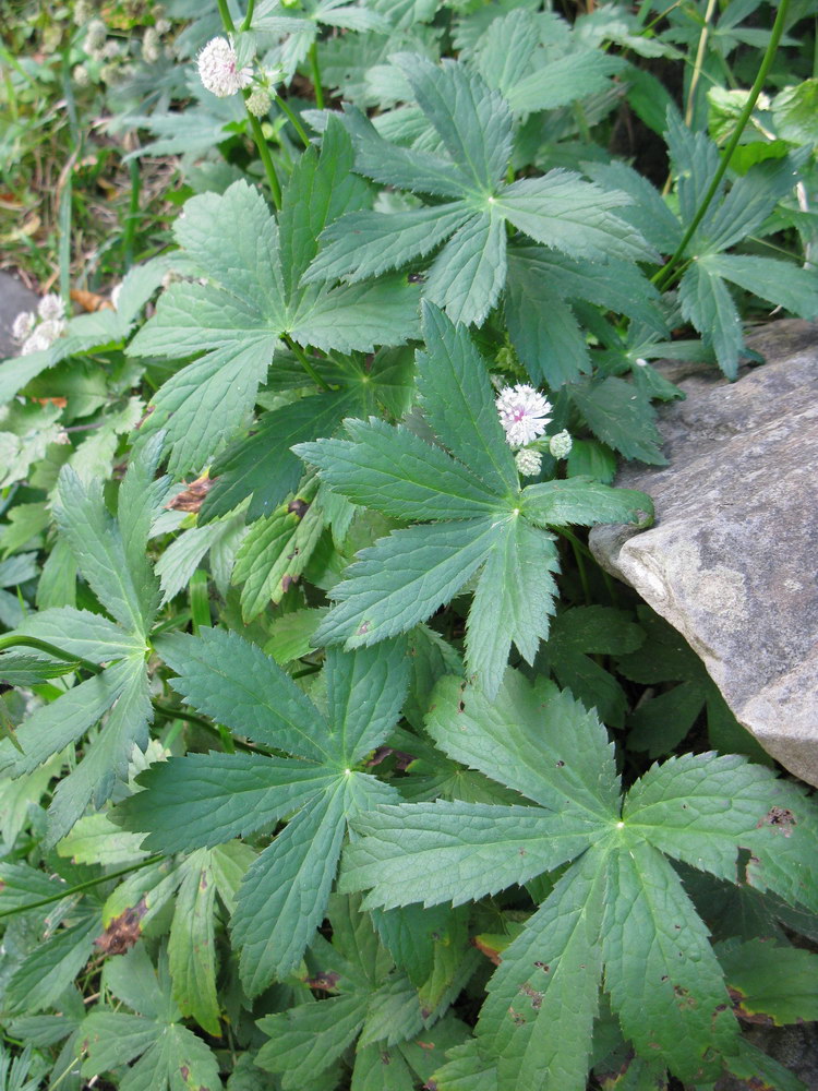 Image of Astrantia major specimen.