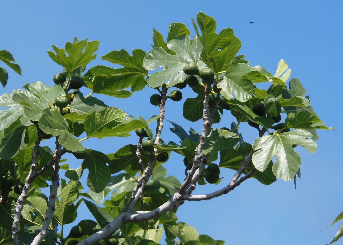 Изображение особи Ficus carica.