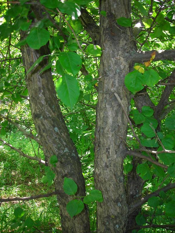 Image of Malus baccata specimen.