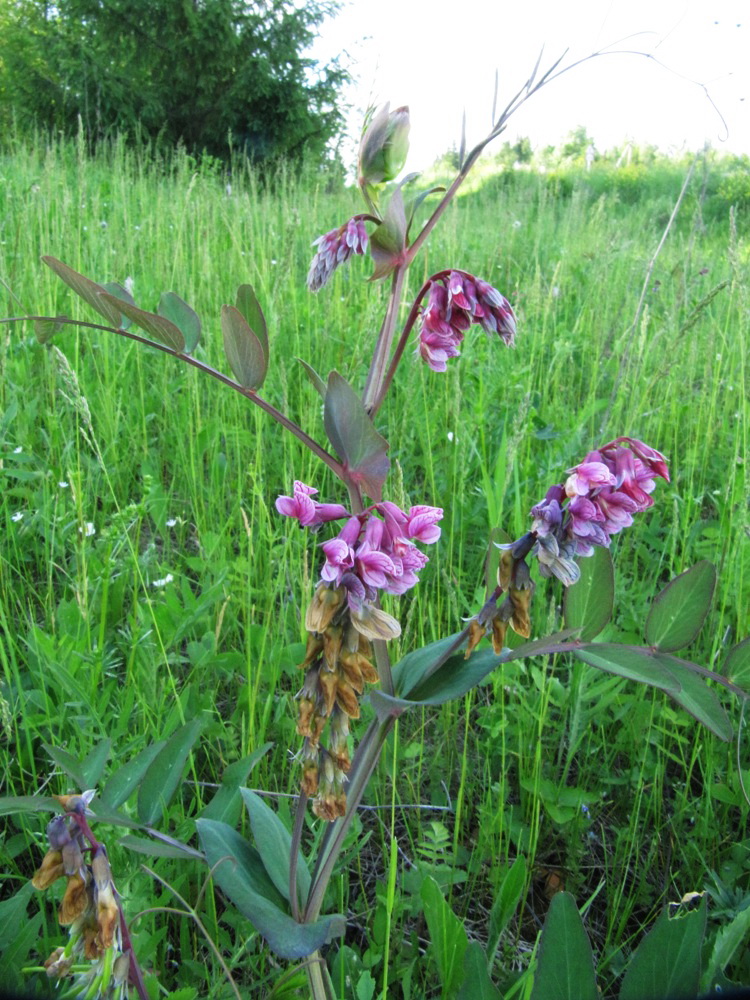 Изображение особи Lathyrus pisiformis.