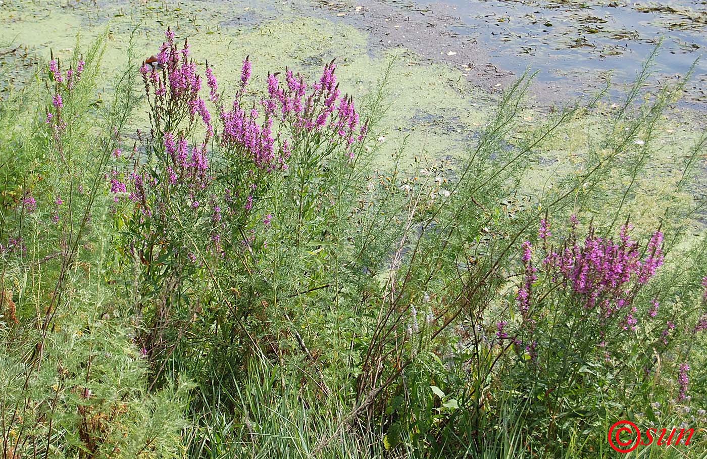 Изображение особи Lythrum salicaria.