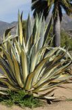 Agave americana var. variegata